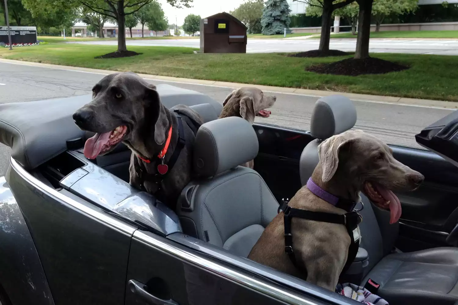 Volkswagen Tiguan Back Seat Cover for Weimaraners