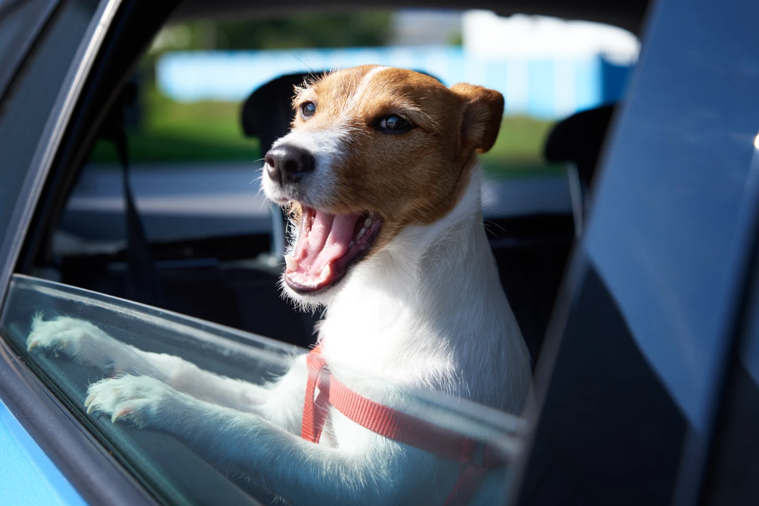 Toyota Highlander Dog Car Seat for Russell Terriers