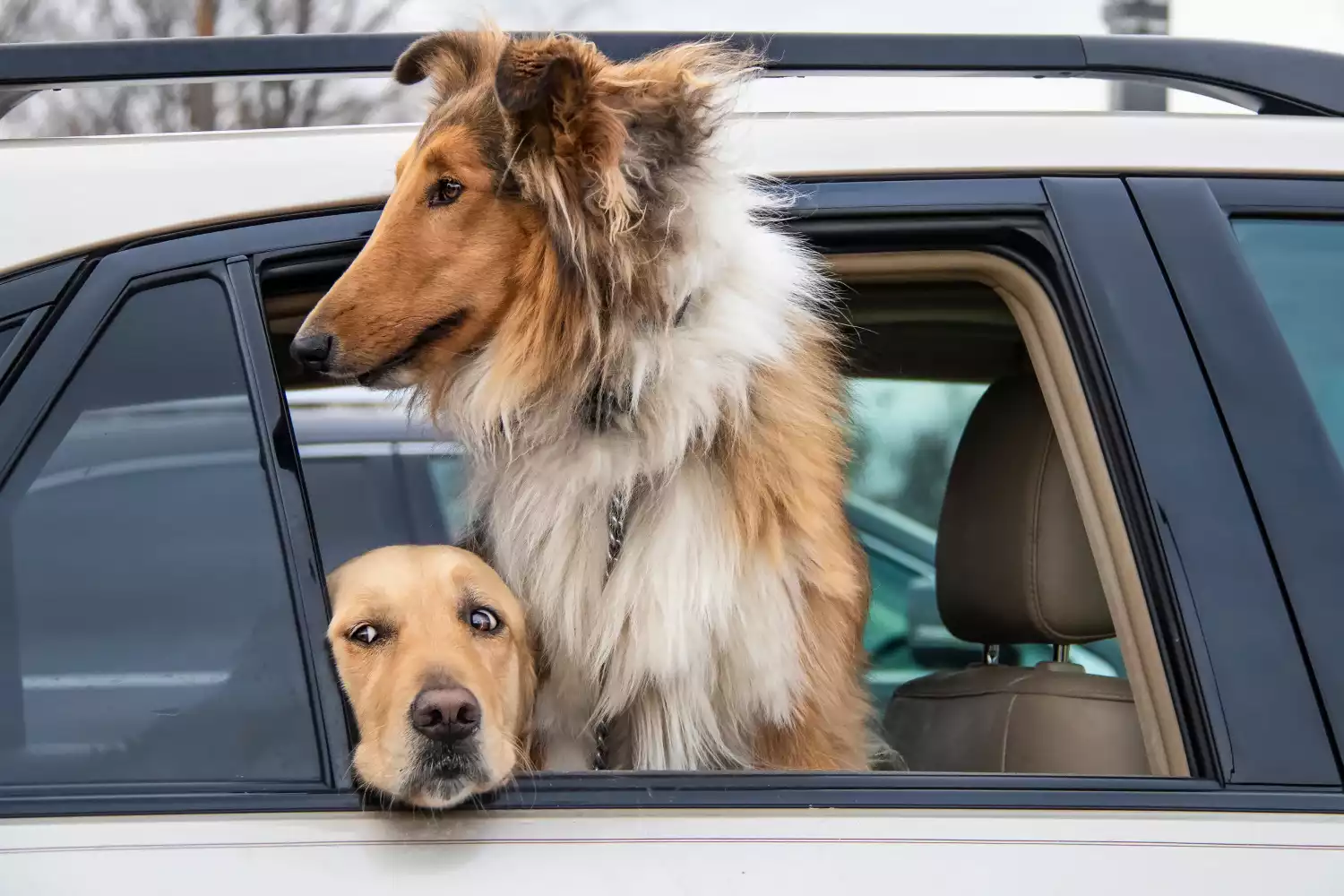 Chevrolet Colorado Dog Safety Belt for Collies