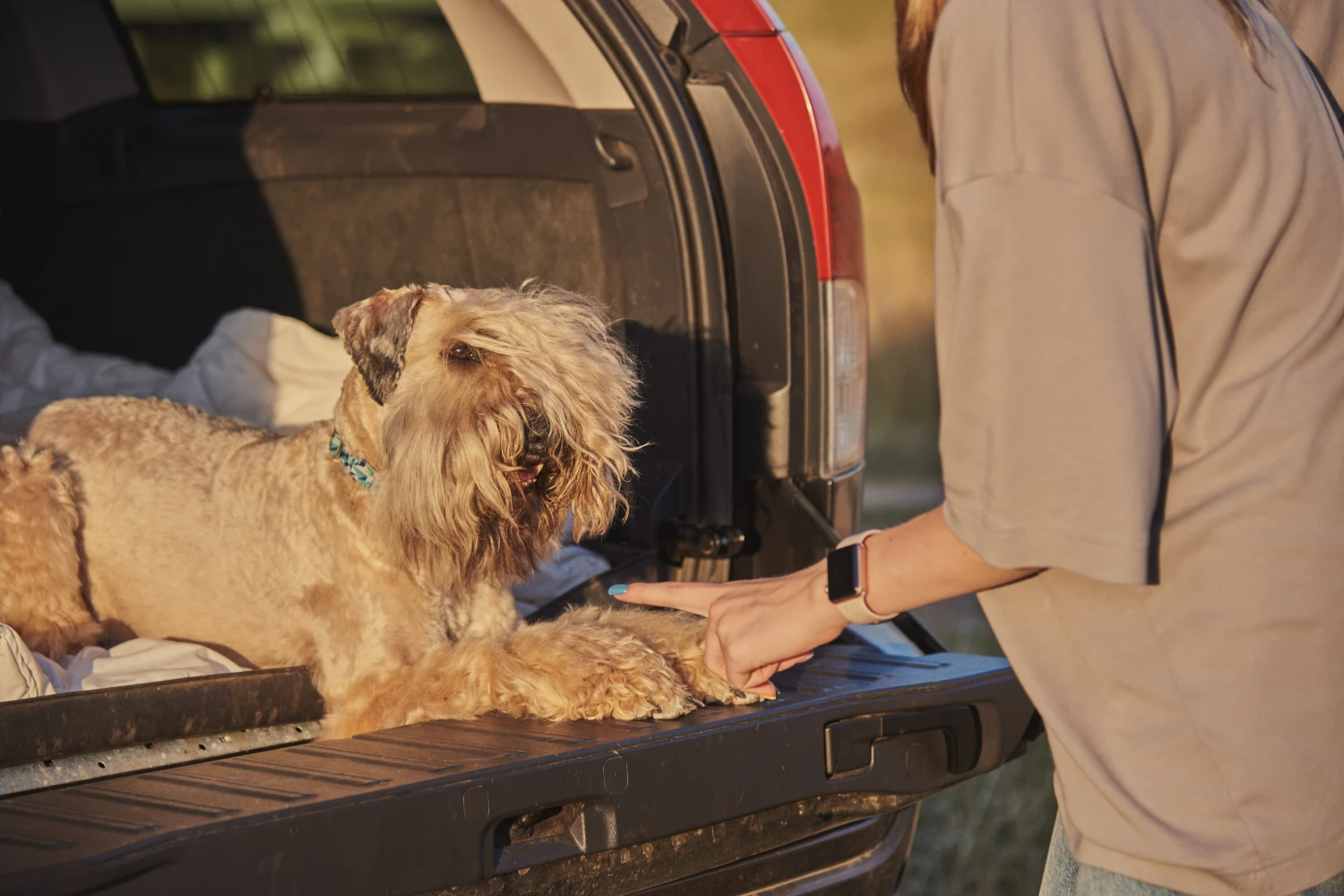 Toyota Highlander Dog Car Seat for Soft Coated Wheaten Terriers